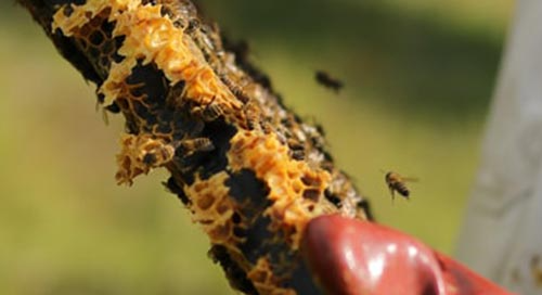 Close up of person wearing protective gloved and holding honey comb with bees flying over it
