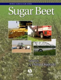 Sugar Beet